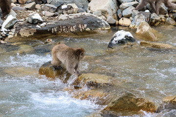 Wild monkeys at Jigokudani hotspring (Japan)