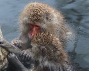 Obraz premium Wild monkeys at Jigokudani hotspring (Japan)