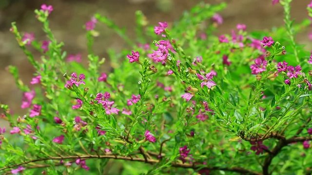 Bee is sucking nectar from purple false heather or elfin herb flower, close up view