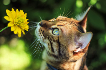 The Savannah cat sniffs a yellow flower in nature on a leash.