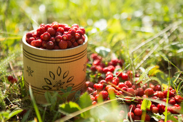 many ripe sweet red strawberries scattered from a bucket in a summer garden among green grass