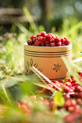 Fresh organic wild strawberry in a wooden bowl on the grass.