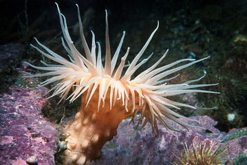 Nodular anemone underwater in the St.Lawrence River in Canada