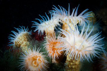 Nodular anemone underwater in the St.Lawrence River in Canada