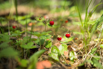 Wild strawberries growing in a natural environment. Wild strawberries in forest.