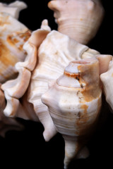 White Conch Shell isolated on black background
