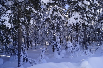 winter in the forest
