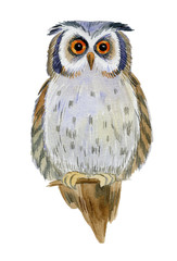 Realistic brown owl made in watercolor. Isolated on a white background. Watercolor illustration stock.