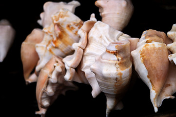 White Conch Shells are isolated on black background