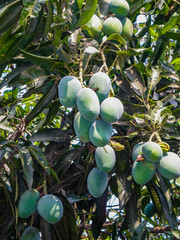 Mangoes on tees