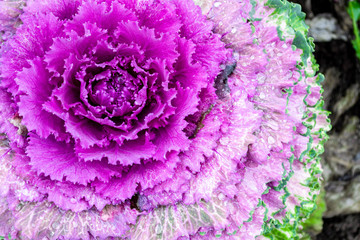 Macro photo of blooming purple decorative cabbage. Acephala or brassica oleracea decorative....