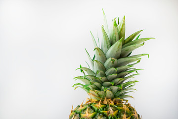 Pineapple top on a light gray background.