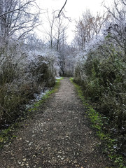 path in the forest with frost