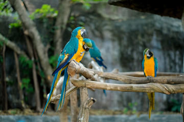 Blue and yellow macaw