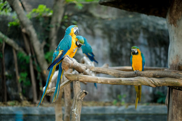 Blue and yellow macaw