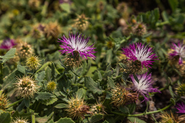 Beautiful blooming with purple delicate flowers cactus plants growing outdoors in soil of Africa. Tunisia. Beautiful nature background. Horizontal color photography.