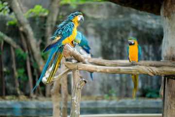 Blue and yellow macaw