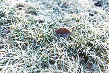 texture og grass covered with ice