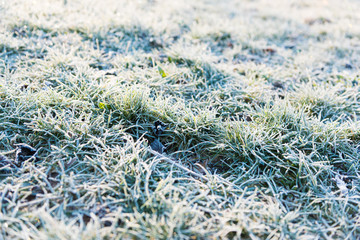 texture og grass covered with ice