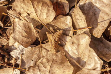 Dry autumn leaves in the forest
