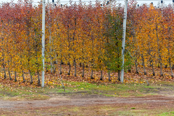 Apple orchard in late autumn with bright yellow trees