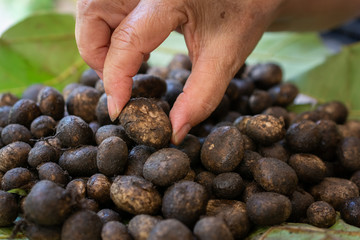 Picking raw mushroom on the ground