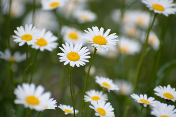 Fototapeta premium Meadow of white chamomiles flowers