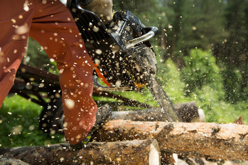  Wood saws tree with chainsaw at a saw