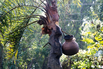 Pot on the date palm. Collection of palm sugar - gur.