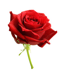 Red rose flower