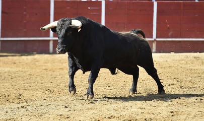 powerful bull running 