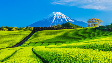 富士山と茶畑と青い空