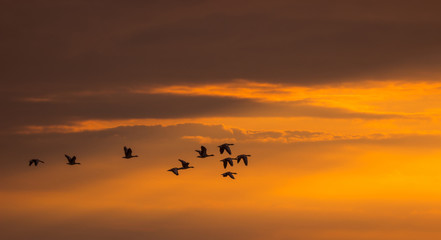 Silhouette of flying wild geese at sunset. Silhouette of migratory birds in the orange evening sky. Wildlife concept.