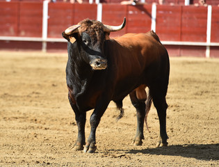 powerful bull running 