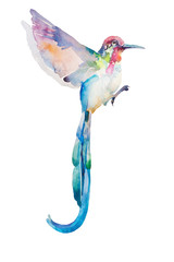 Abstract watercolor painting of pink and blue flying humming bird isolated on white background