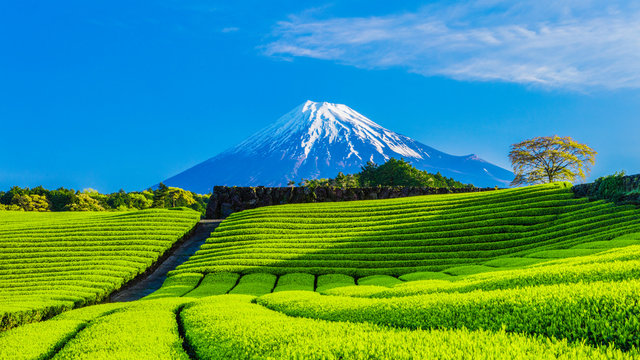 富士山と茶畑と青い空