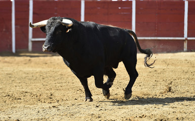 poderoso toro español corriendo en una plaza de toros