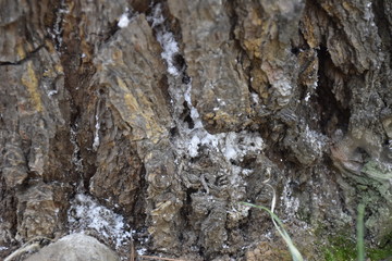 white discharge on a pine tree
