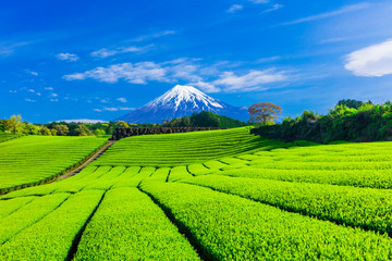 富士山と茶畑と青い空