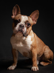 Fototapeta premium young french bulldog sitting on a black background.