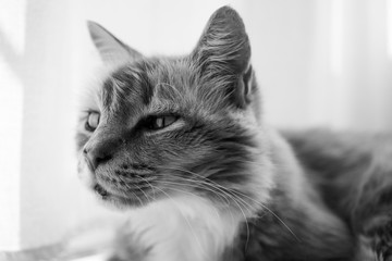 cat black and white sleep looking