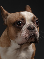 young french bulldog sitting on a black background.