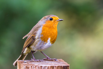 European robin -Erithacus rubecula
