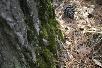 moss on tree in forest