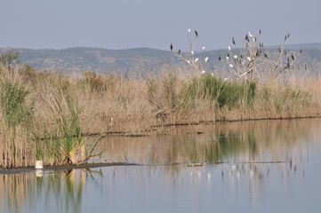 Fototapeta premium birds on the lake. Birds on dry branches among reeds in lake. 