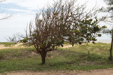 tree in spring