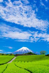 Naklejka premium 富士山と茶畑と青い空