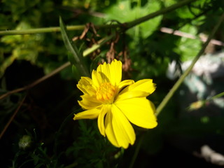 breathtaking yellow flower 