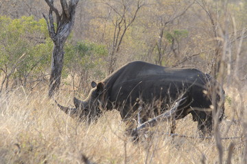 rhino in the african savannah