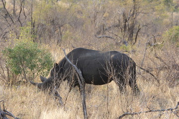 huge, wild rhino